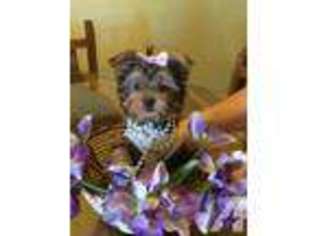 Yorkshire Terrier Puppy for sale in YUCCA VALLEY, CA, USA