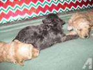 Mutt Puppy for sale in WELLERSBURG, PA, USA