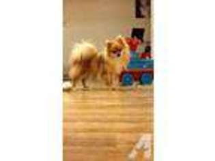 Pomeranian Puppy for sale in WATERTOWN, NY, USA