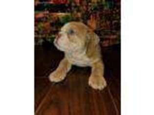 Bulldog Puppy for sale in Seguin, TX, USA