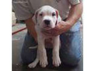Medium Photo #1 Dogo Argentino Puppy For Sale in Pineville, MO, USA