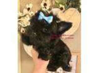 Yorkshire Terrier Puppy for sale in Trenton, FL, USA