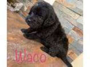 Labradoodle Puppy for sale in Orting, WA, USA