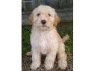 Labradoodle Puppy for sale in Wilmington, NC, USA