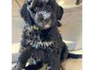 Mutt Puppy for sale in Stamford, CT, USA