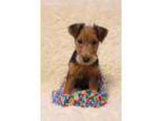 Welsh Terrier Puppy for sale in Grand Rapids, MI, USA