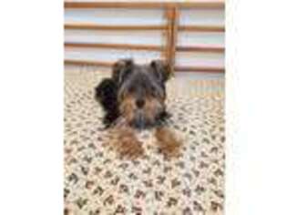 Yorkshire Terrier Puppy for sale in Port Saint Lucie, FL, USA