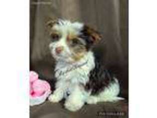 Yorkshire Terrier Puppy for sale in Yale, MI, USA