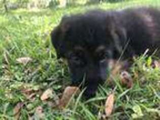 German Shepherd Dog Puppy for sale in Florence, SC, USA