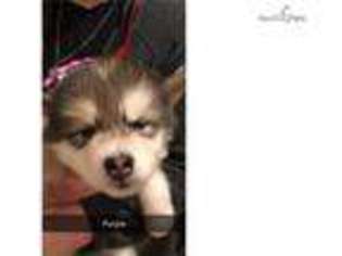 Alaskan Malamute Puppy for sale in South Bend, IN, USA