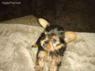 Yorkshire Terrier Puppy for sale in Belen, NM, USA