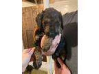 Mutt Puppy for sale in Oneida, WI, USA