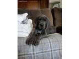 Great Dane Puppy for sale in New Market, VA, USA