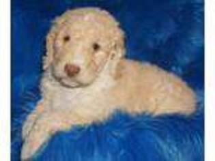 Labradoodle Puppy for sale in La Habra, CA, USA