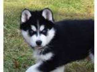 Siberian Husky Puppy for sale in Orrville, OH, USA
