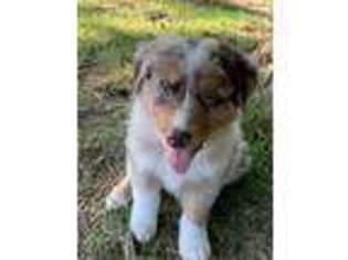 Australian Shepherd Puppy for sale in Granville, OH, USA