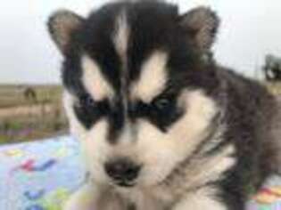 Alaskan Klee Kai Puppy for sale in Streeter, ND, USA