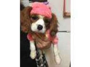 Cavalier King Charles Spaniel Puppy for sale in Fontana, CA, USA