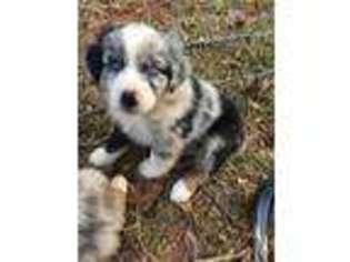 Australian Shepherd Puppy for sale in Juliette, GA, USA