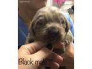 Newfoundland Puppy for sale in Elkton, KY, USA