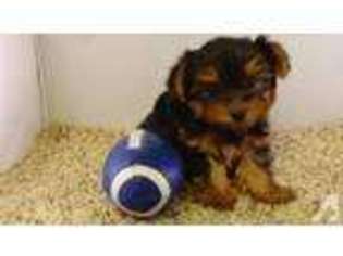 Yorkshire Terrier Puppy for sale in TEMPLE, TX, USA