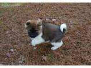 Akita Puppy for sale in Franklinton, NC, USA
