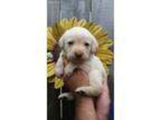 Labrador Retriever Puppy for sale in East Sparta, OH, USA