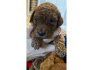 Goldendoodle Puppy for sale in Jordan, MN, USA