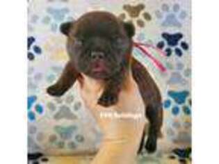 French Bulldog Puppy for sale in Wymore, NE, USA