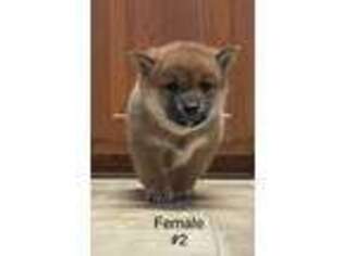 Shiba Inu Puppy for sale in California, MO, USA