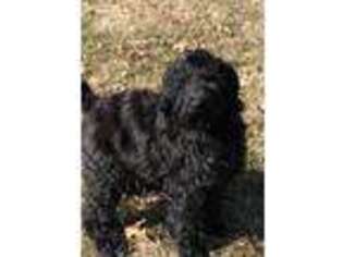 Labradoodle Puppy for sale in Kansas City, MO, USA