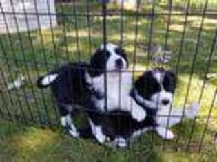 Border Collie Puppy for sale in Allendale, MI, USA
