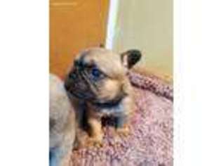 French Bulldog Puppy for sale in Aurora, OR, USA