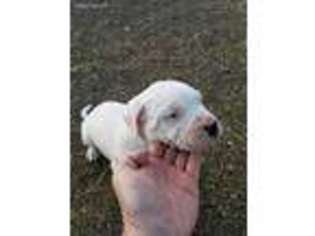 Dogo Argentino Puppy for sale in Eagar, AZ, USA
