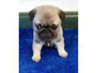 Pug Puppy for sale in Rice Lake, WI, USA