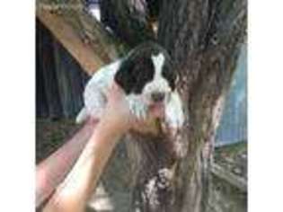 German Shorthaired Pointer Puppy for sale in Montrose, CO, USA