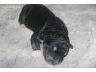 Alaskan Malamute Puppy for sale in Hudson, NC, USA