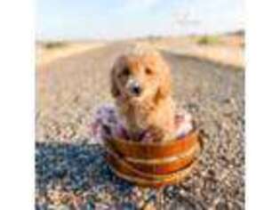 Goldendoodle Puppy for sale in Mountain Home, ID, USA