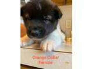 Akita Puppy for sale in Norwalk, IA, USA