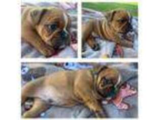 Bulldog Puppy for sale in Weatherford, OK, USA