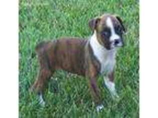 Boxer Puppy for sale in Lamar, MO, USA