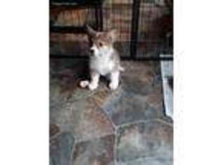 Pembroke Welsh Corgi Puppy for sale in Gloucester, VA, USA