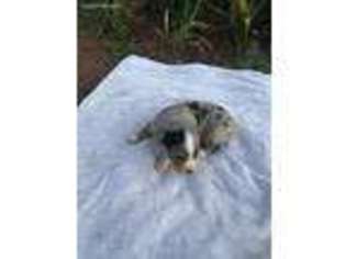 Miniature Australian Shepherd Puppy for sale in Paden, OK, USA