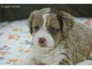 Appenzeller Sennenhund Puppy for sale in Bowling Green, KY, USA