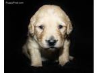 Goldendoodle Puppy for sale in Koshkonong, MO, USA