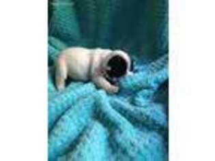 French Bulldog Puppy for sale in Thackerville, OK, USA