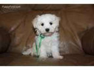 Maltese Puppy for sale in Creighton, MO, USA