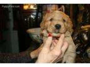 Golden Retriever Puppy for sale in Strawn, TX, USA
