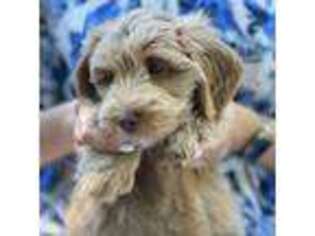 Labradoodle Puppy for sale in Suffern, NY, USA