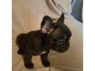 French Bulldog Puppy for sale in Turtle Lake, WI, USA